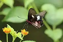 Parides neophilus