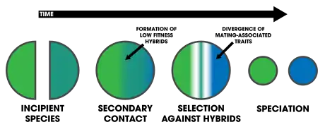 Image 6Reinforcement assists speciation by selecting against hybrids. (from Speciation)