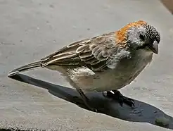 Speckle-fronted weaver