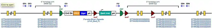 Molecular structure of Speg region with inserted mutation sequence