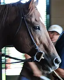 Speightstown being led out for exercise, July 2015