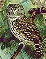 Eurasian pygmy-owlGlaucidium passerinum