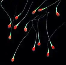 Most sperm have a single flagellum to help them swim. The cervical, uterine, and fallopian linings of the female reproductive system play a more important role in transporting sperm to ova.