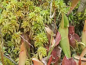 Sphagnum with northern pitcher plants at Brown's Lake Bog, Ohio