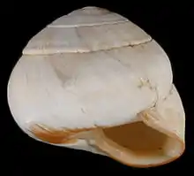 globose shell of Sphincterochila candidissima