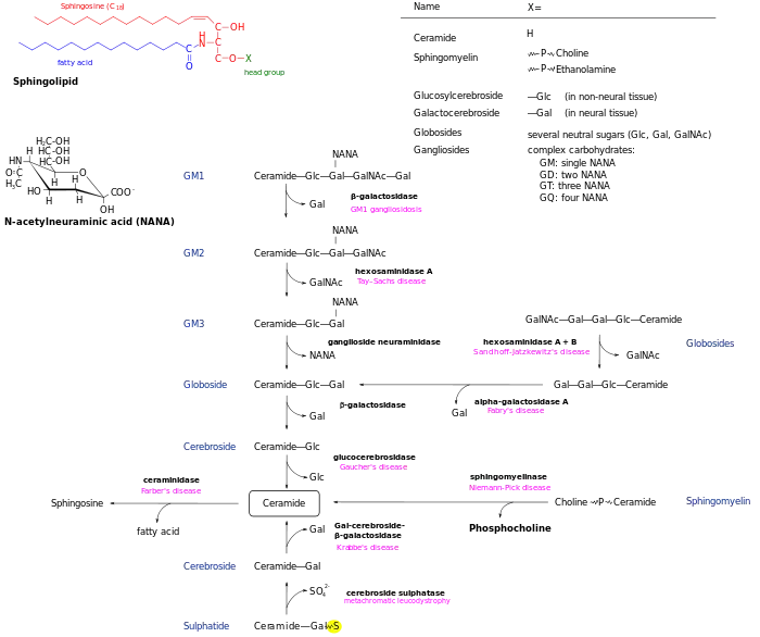 Sphingolipidoses