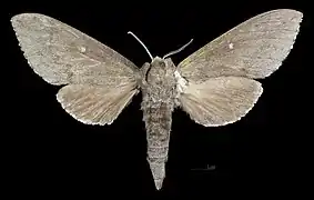 Sphingulus mus ♀