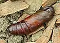 Pupa