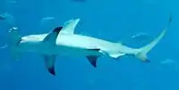 A captive great hammerhead at the Georgia Aquarium