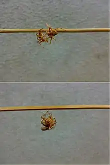 Top frame: Both spiders size each other up; Bottom frame: The spiders grapple; at this point, one of the spiders may have already delivered a paralyzing bite to its opponent's body