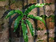 A specimen growing in lime mortar on a wall.