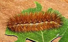 Buff ermine moth (Spilarctia luteum) caterpillar