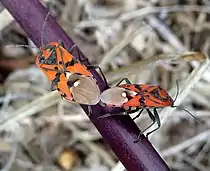 Mating