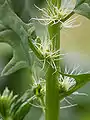 Spinach female flowers