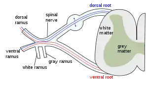 The formation of the spinal nerve from the posterior and anterior roots