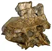 Pelvis and sacral vertebrae from spinosaurine specimen MN 4819-V, on display at the National Museum of Rio de Janeiro