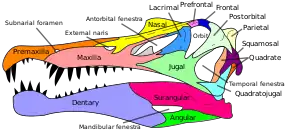 Skull diagram of Spinosaurus, with the different bones labeled and color coded