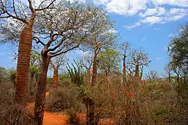 Dry bush vegetation on red soil