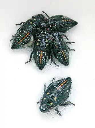 Nymphs