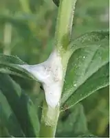 Nymphal form of spittlebug encased in foam for protection and moisture