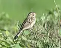 Clay-colored sparrow