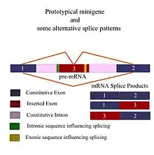 Modified splice diagram for minigene splicing