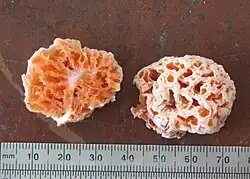 Two halves of an orangish sponge-like fungus, with a ruler shown at the bottom for scale.