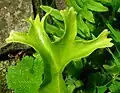 Hart's Tongue sport with multiple frond-tip branches.