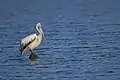 Spot-billed pelican (Pelecanus philippensis) at Pulicat Lake