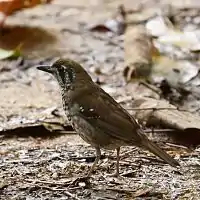 A spot-winged thrush in the bush