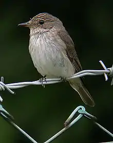 Spotted flycatcherMuscicapa striata