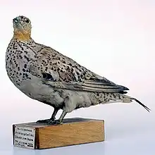 Spotted sandgrouse