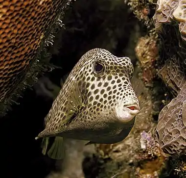 Image 17Spotted trunkfishPhotograph credit: Betty WillsThe spotted trunkfish (Lactophrys bicaudalis) is a species of ray-finned fish in the family Ostraciidae, native to the Caribbean Sea and parts of the western Atlantic Ocean. Members of this family are known as boxfishes because they have a hard outer covering consisting of hexagonal, plate-like scales fused together into a solid, triangular or box-like carapace. Because of this casing, the body of the spotted trunkfish is not flexible, and locomotion is normally limited to slow movements performed by rippling its dorsal and anal fins and gently beating its pectoral fins. If faster motion is required, it can additionally use its caudal fin for propulsion. This spotted trunkfish was photographed at a depth of about 40 ft (12 m) at Bari Reef, Bonaire.More selected pictures