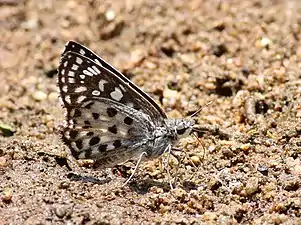 Ventral view (WSF)