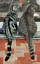 Black blotched (left) and spotted (right) tabby British Shorthair cats