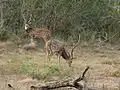 Spotted deer at Lunugamvehera