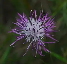 Centaurea stoebe, spotted knapweed, Washington Island