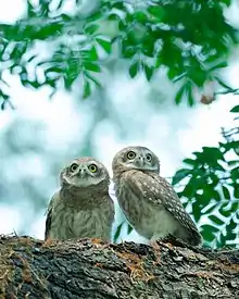 Spotted owlet pair