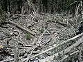 Cathedral Rock Trail Avalanche chute:  Destruction of trees taken on June 1, 2008