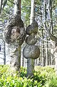 Burls on Sitka spruces, Olympic National Park, Washington, USA