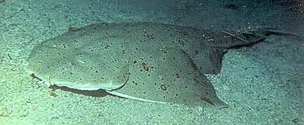 Wild Pacific angelshark