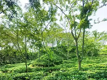 Tea gardens of Sreemangal