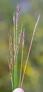 Inflorescences