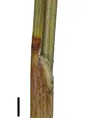 Ligule of Schoenus submarginalis (black scale bar represents 1 mm)