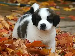 St. Bernard puppy