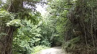 Forest of Grnčari on the slopes of the Baba mountain range