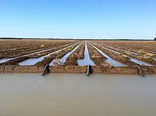 Siphon irrigation of cotton near St George, Queensland.