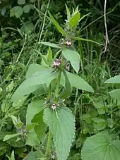 Limestone woundwort