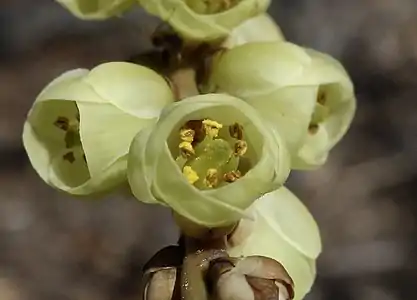 Flower detail