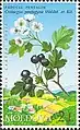 Stamp of Moldova showing Crataegus pentagyna.